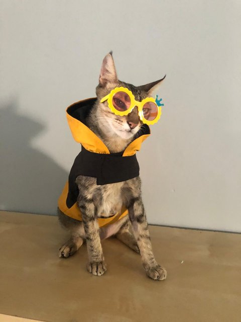 Max And Pumpkin  - Domestic Short Hair Cat