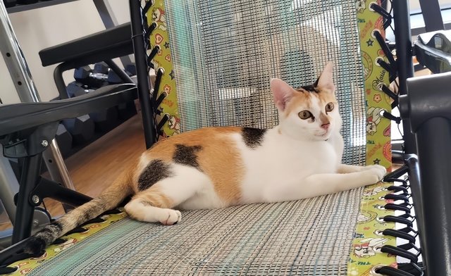 Max And Pumpkin  - Domestic Short Hair Cat