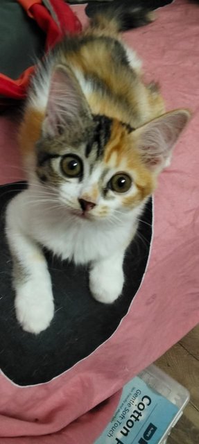 Cleo &amp; Ginger(2 Months Only) - Domestic Medium Hair Cat