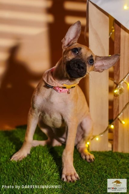 J Siblings - Mixed Breed Dog