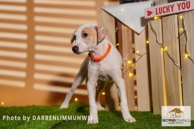 J Siblings - Mixed Breed Dog