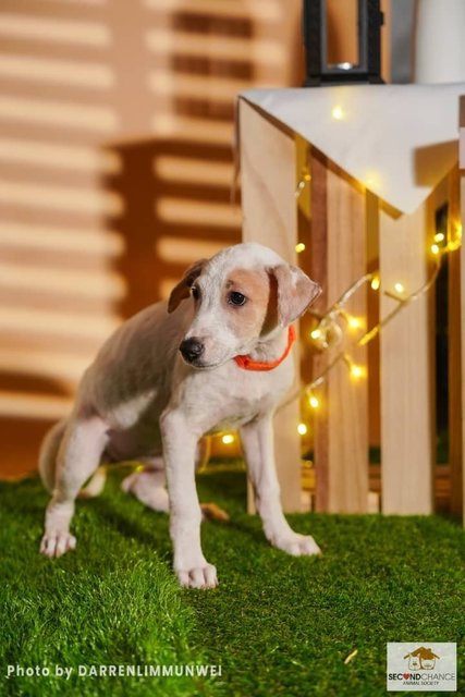 J Siblings - Mixed Breed Dog