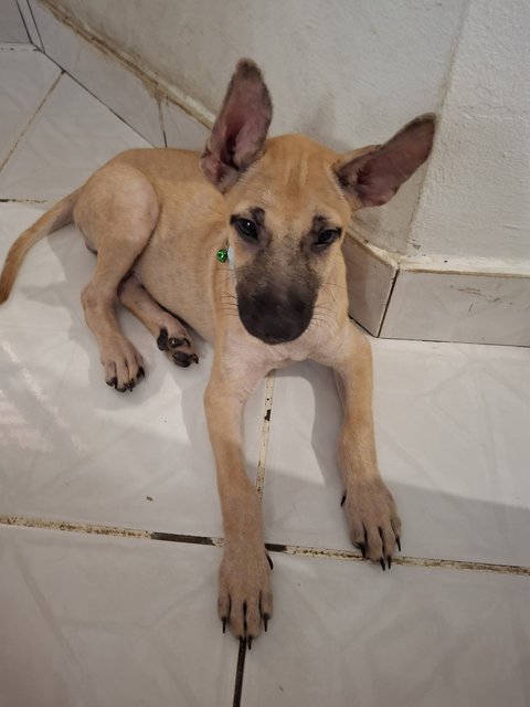 J Siblings - Mixed Breed Dog