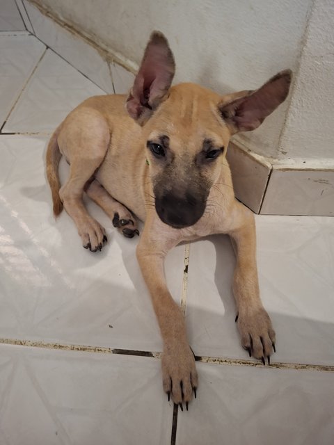 J Siblings - Mixed Breed Dog