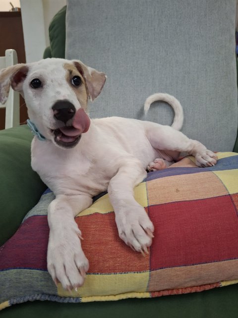J Siblings - Mixed Breed Dog