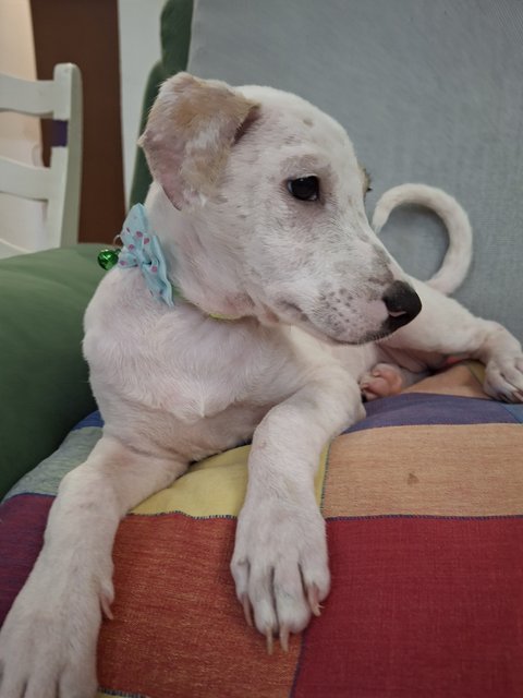 J Siblings - Mixed Breed Dog