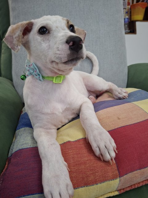 J Siblings - Mixed Breed Dog