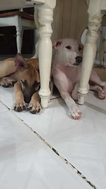 J Siblings - Mixed Breed Dog