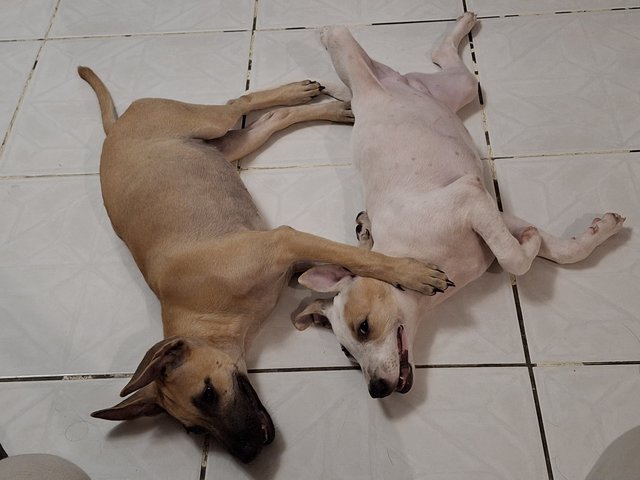 J Siblings - Mixed Breed Dog