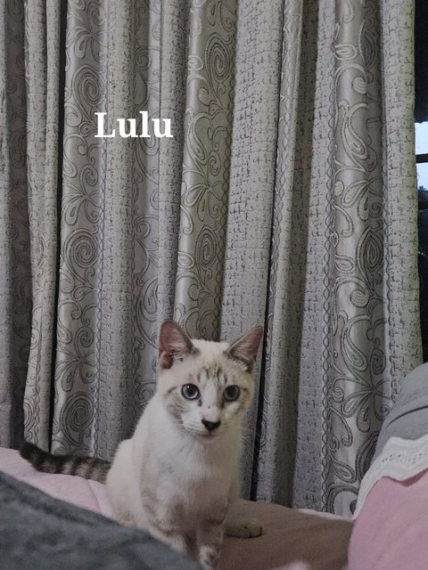 Lulu And Lili - Siamese + Bengal Cat