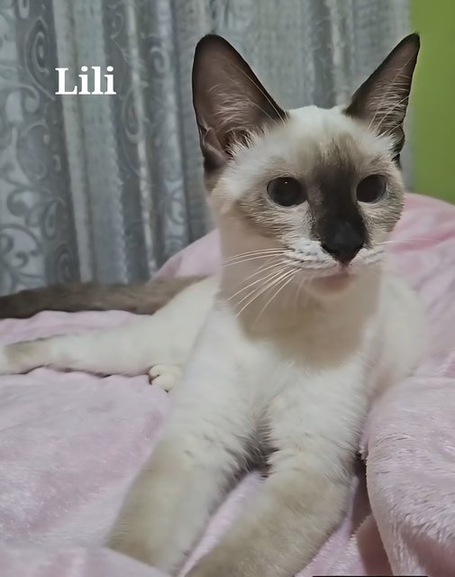 Lulu And Lili - Siamese + Bengal Cat
