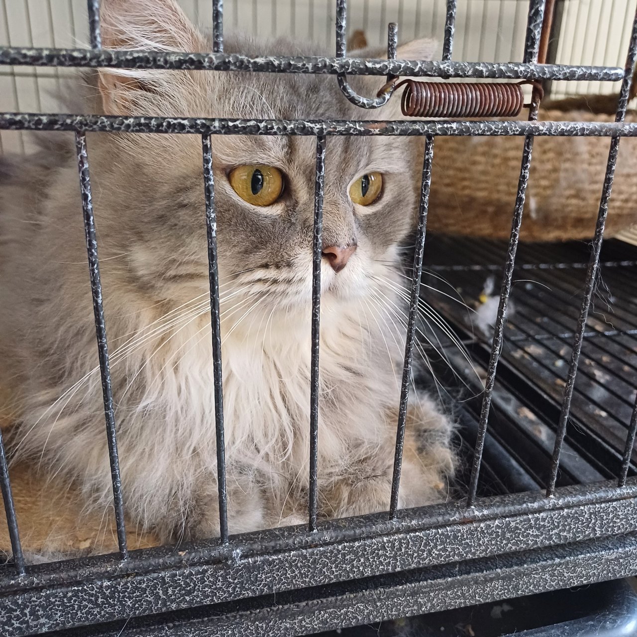 Tabby - Persian Cat