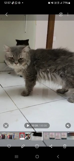 Tabby - Persian Cat