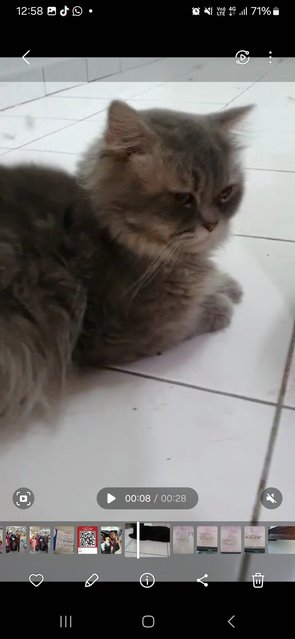 Tabby - Persian Cat