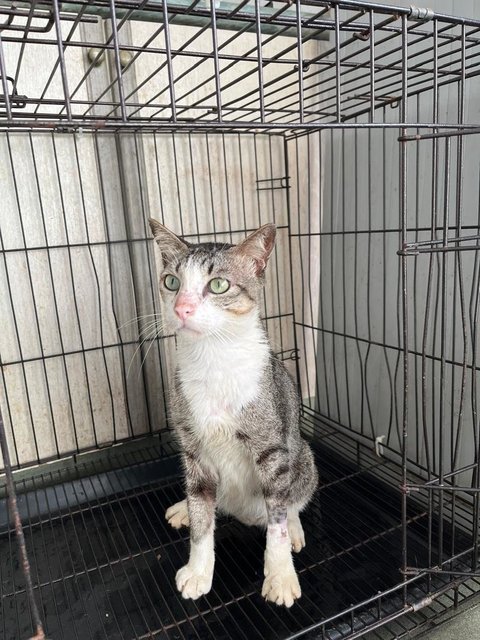 Amanda - Domestic Short Hair Cat