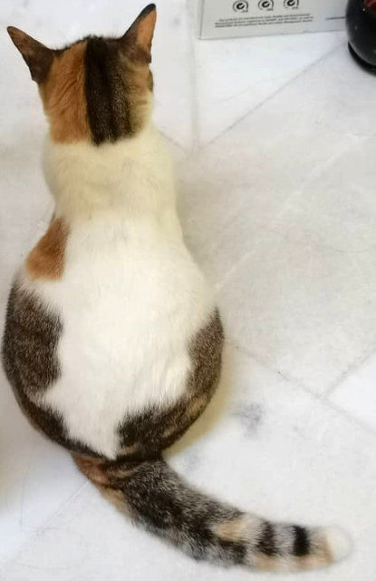 Tiger / Lao Hu 老虎 - Domestic Short Hair Cat