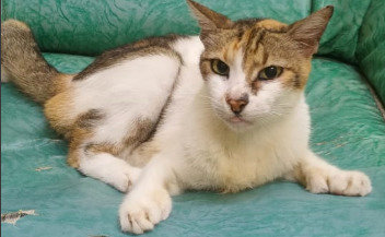 Tiger / Lao Hu 老虎 - Domestic Short Hair Cat