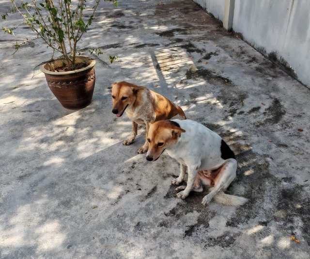 Silver And Tanggam  - Mixed Breed Dog