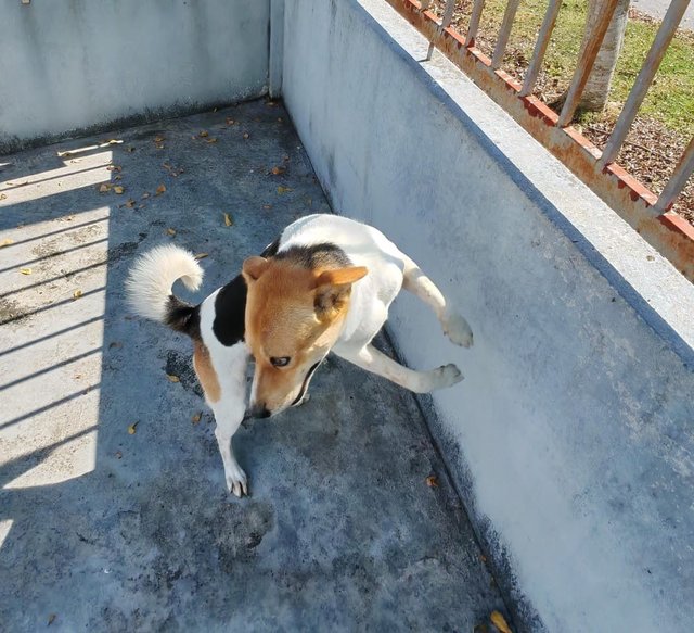 Silver And Tanggam  - Mixed Breed Dog