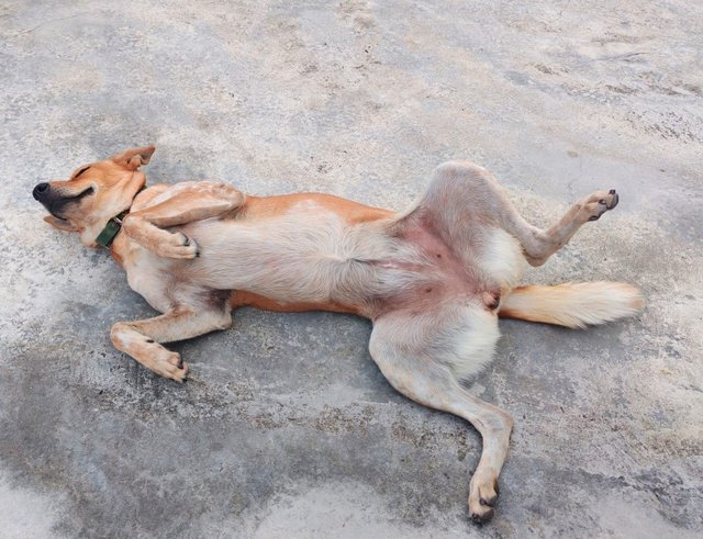 Silver And Tanggam  - Mixed Breed Dog