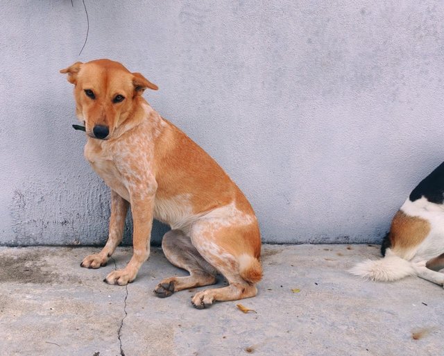 Silver And Tanggam  - Mixed Breed Dog