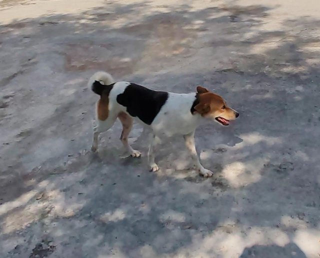 Silver And Tanggam  - Mixed Breed Dog