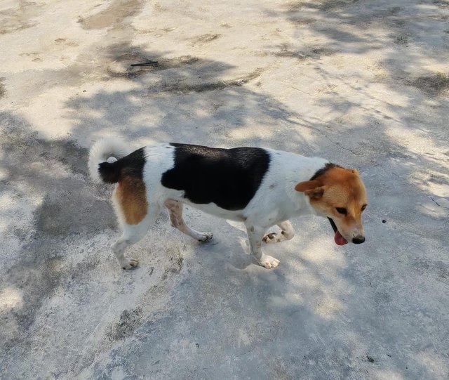 Silver And Tanggam  - Mixed Breed Dog