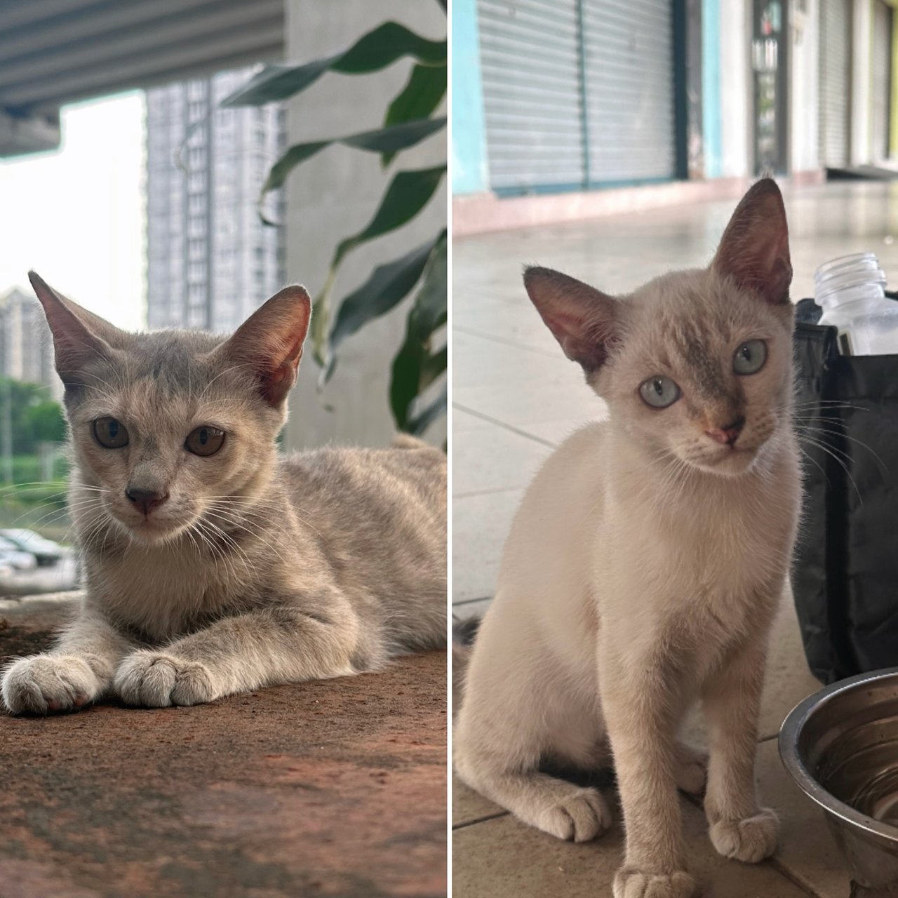 Kittenss - Domestic Short Hair Cat