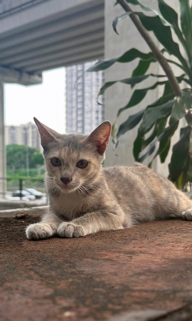 Kittenss - Domestic Short Hair Cat