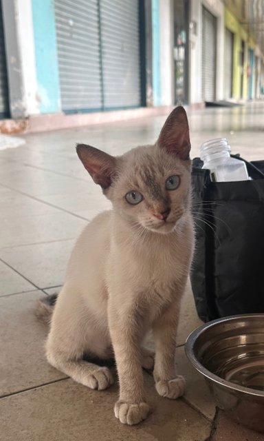 Kittenss - Domestic Short Hair Cat