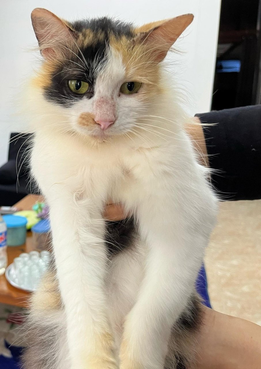 Siti - Domestic Short Hair + Calico Cat