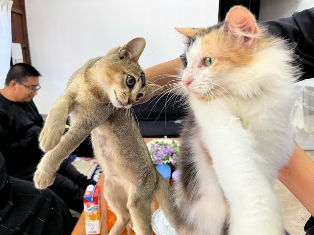 Siti - Domestic Short Hair + Calico Cat