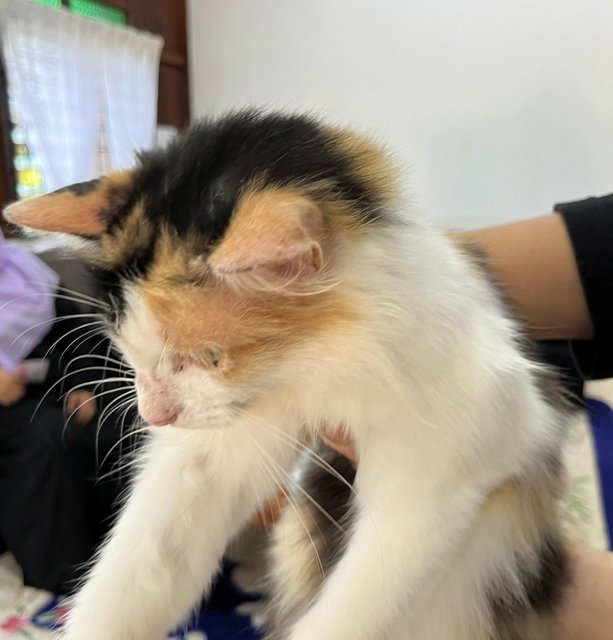 Siti - Domestic Short Hair + Calico Cat