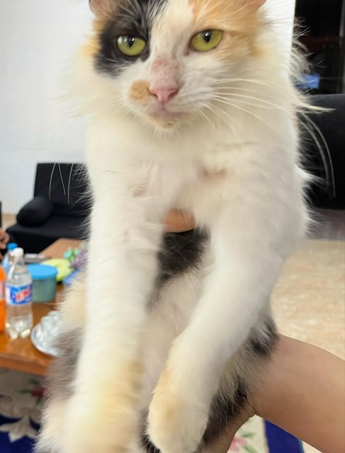 Siti - Domestic Short Hair + Calico Cat