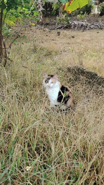 Siti - Domestic Short Hair + Calico Cat