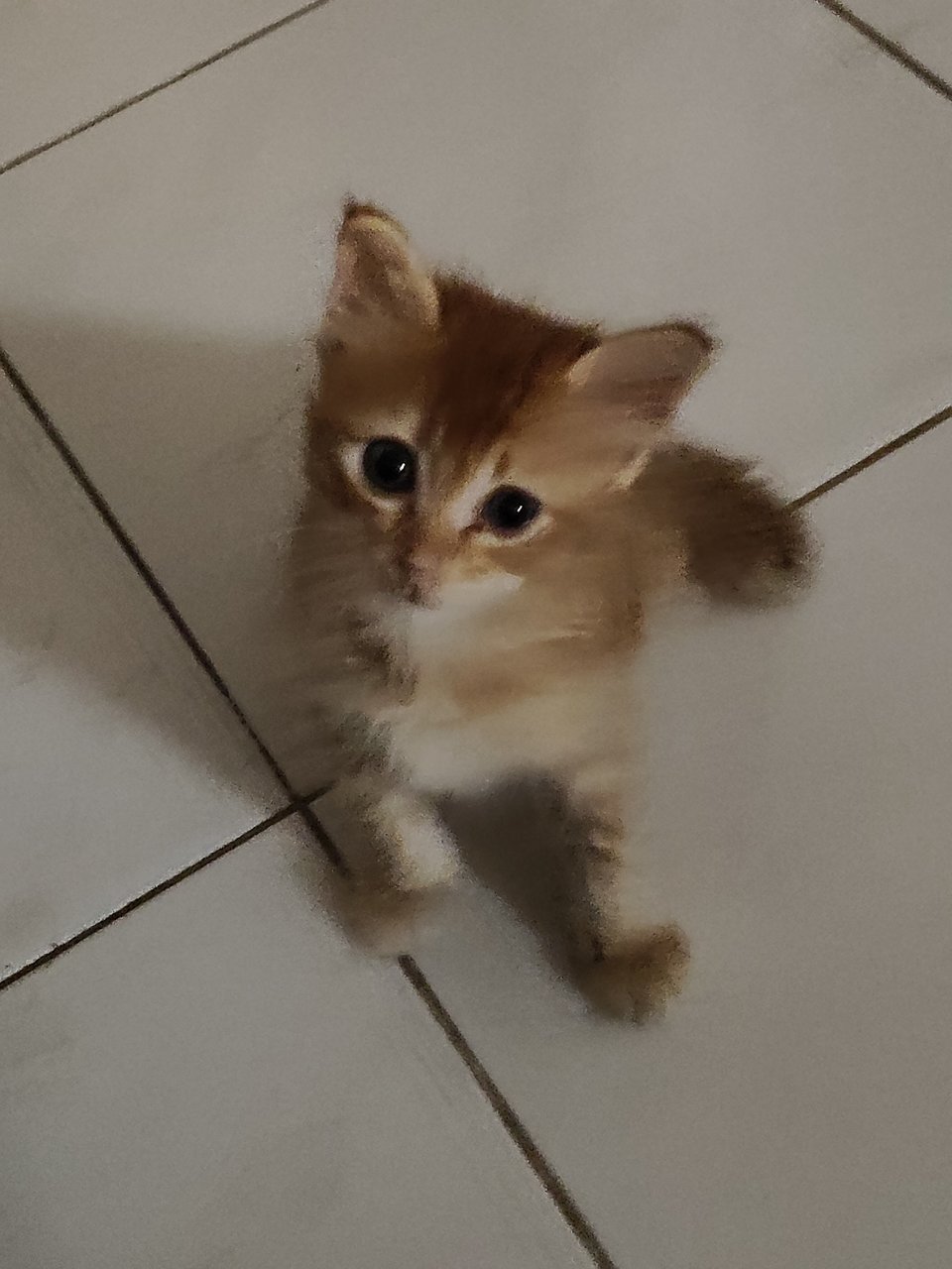 Baby Kid - Domestic Short Hair Cat