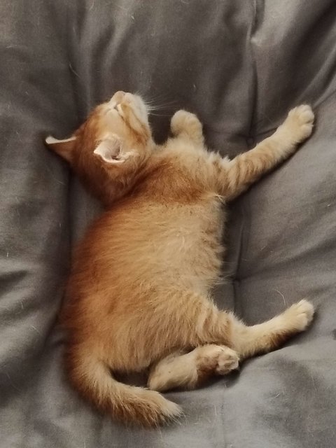 Baby Kid - Domestic Short Hair Cat