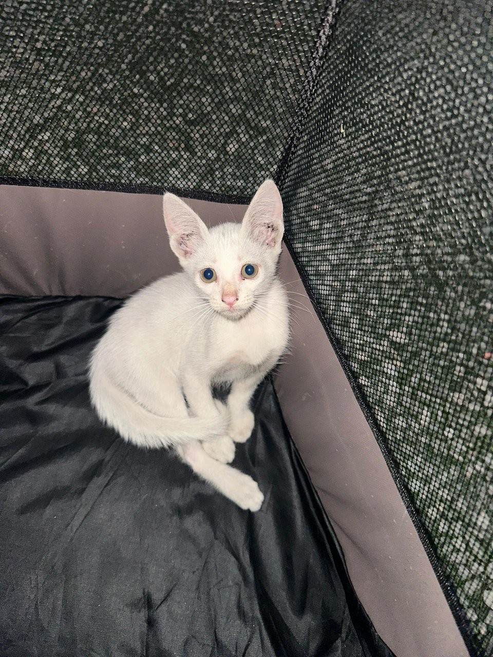 PF141235 - British Shorthair + Siamese Cat