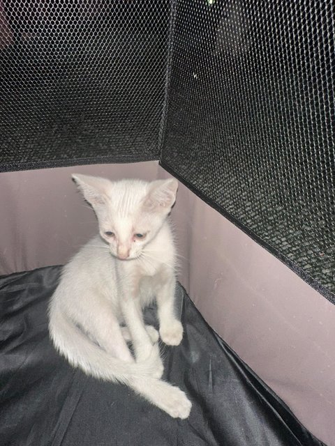 PF141235 - British Shorthair + Siamese Cat