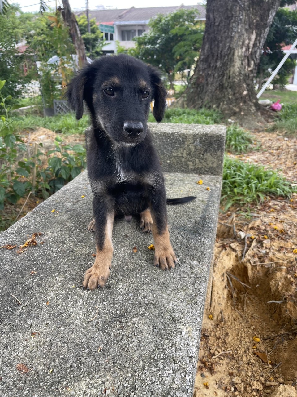 Bear  - Mixed Breed Dog
