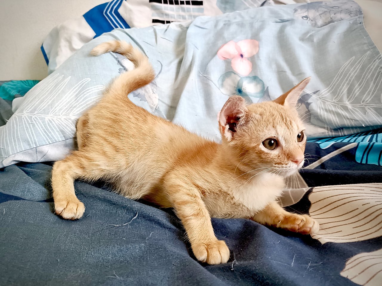 Toyen - Domestic Short Hair Cat