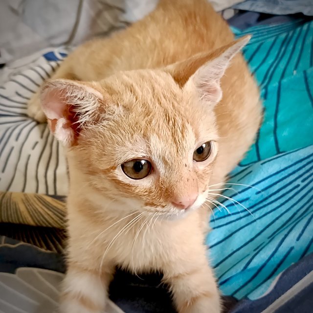 Toyen - Domestic Short Hair Cat