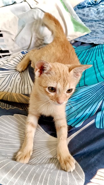 Toyen - Domestic Short Hair Cat