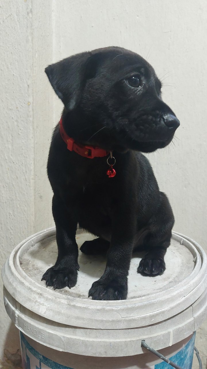 Five Black Beans - Mixed Breed Dog