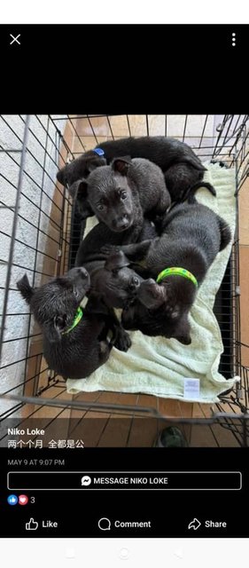 Five black beans