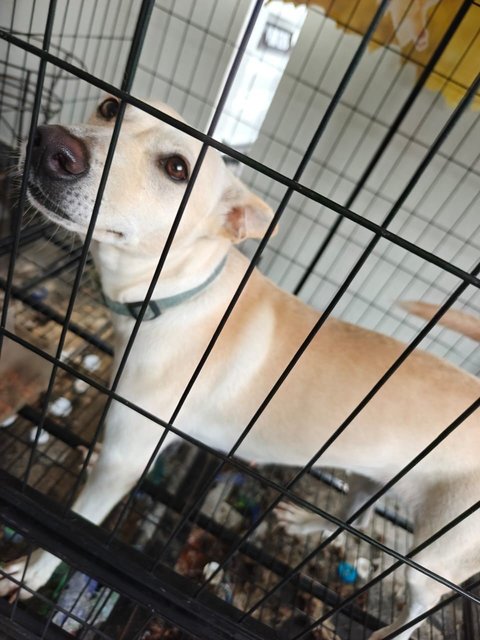 Nugget - Mixed Breed Dog