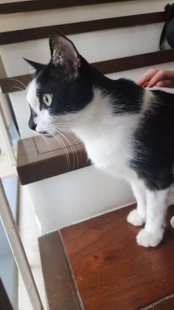 Johnny - Domestic Short Hair Cat