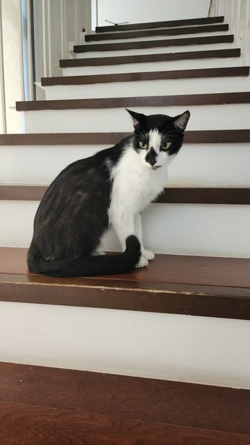 Johnny - Domestic Short Hair Cat