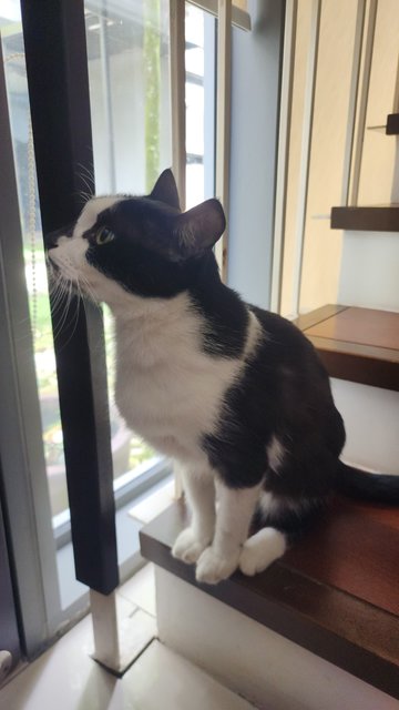 Johnny - Domestic Short Hair Cat