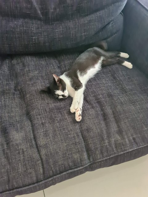 Johnny - Domestic Short Hair Cat
